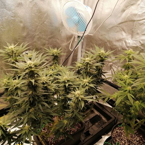 Unknown strain growlog timeline photo
