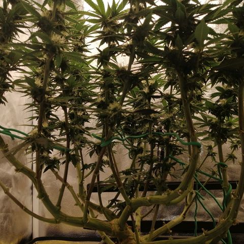 Unknown strain growlog timeline photo