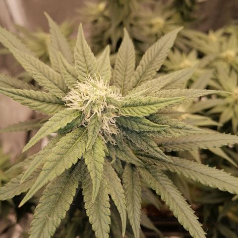Unknown strain growlog timeline photo