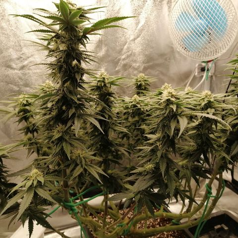 Unknown strain growlog timeline photo
