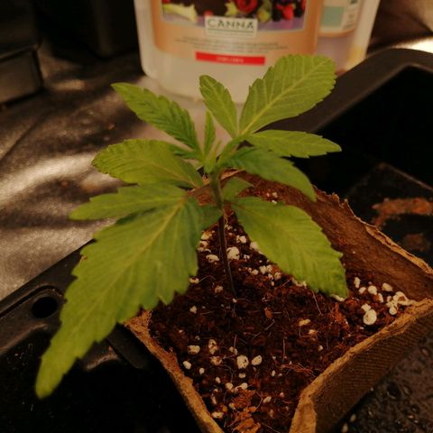 Unknown strain growlog timeline photo