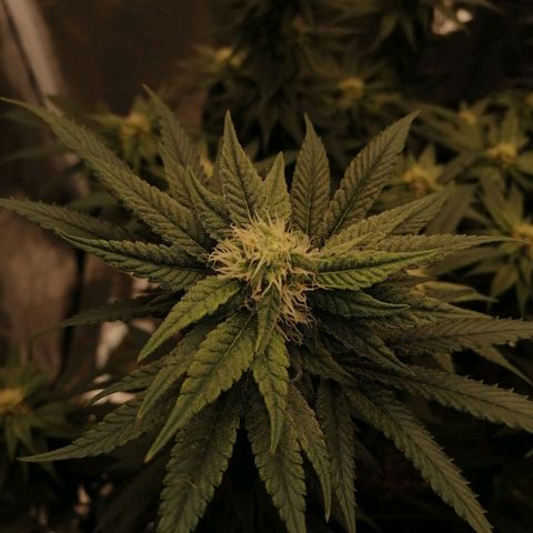 Unknown strain growlog timeline photo