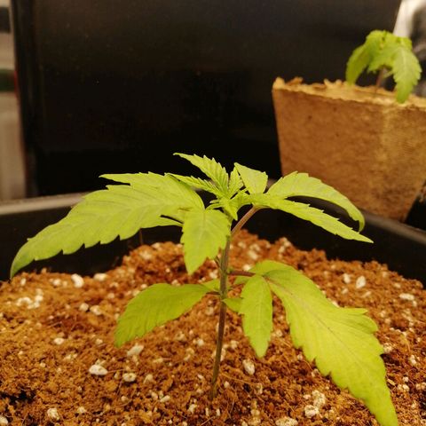 Unknown strain growlog timeline photo