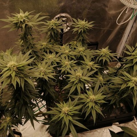 Unknown strain growlog timeline photo