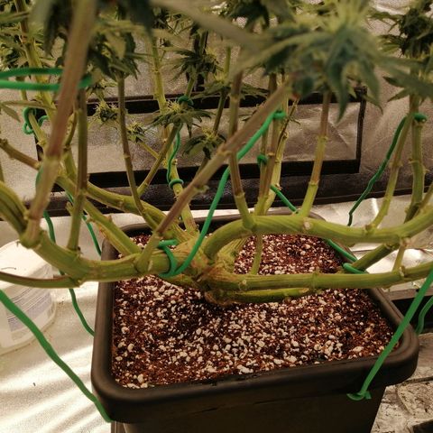 Unknown strain growlog timeline photo