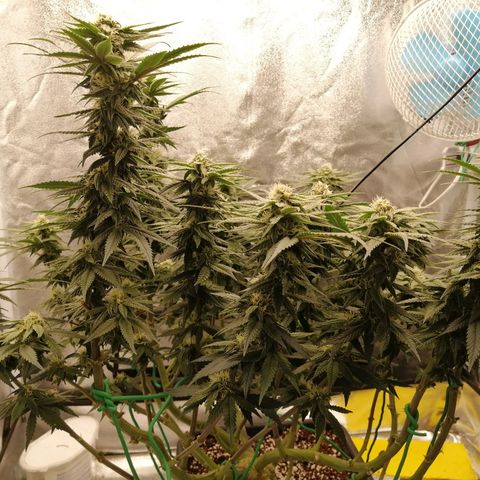 Unknown strain growlog timeline photo