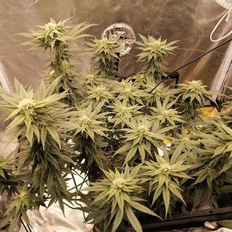 Unknown strain growlog timeline photo