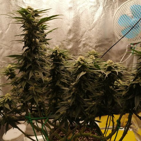 Unknown strain growlog timeline photo