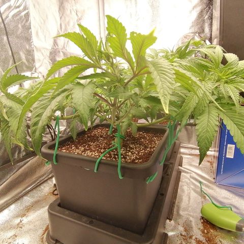 Unknown strain growlog timeline photo