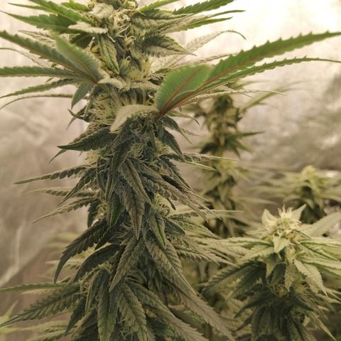 Unknown strain growlog timeline photo