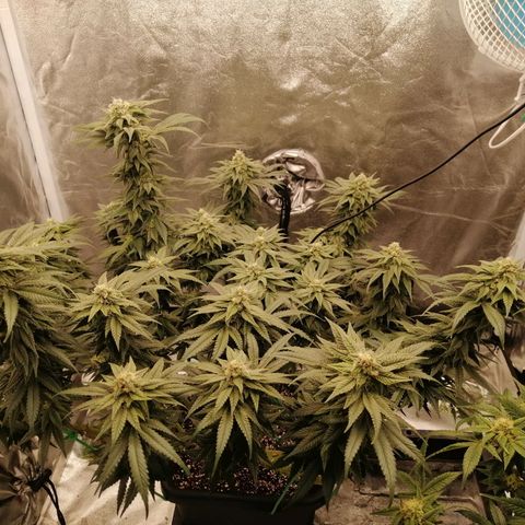 Unknown strain growlog timeline photo