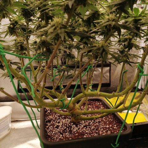 Unknown strain growlog timeline photo