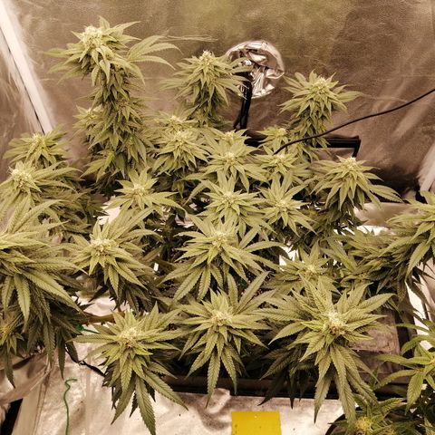 Unknown strain growlog timeline photo