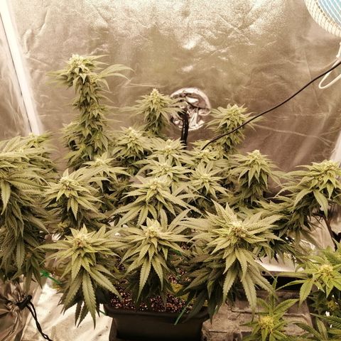 Unknown strain growlog timeline photo