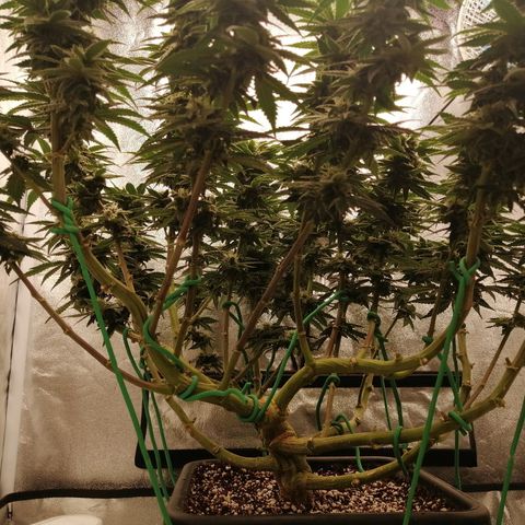 Unknown strain growlog timeline photo