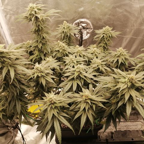 Unknown strain growlog timeline photo