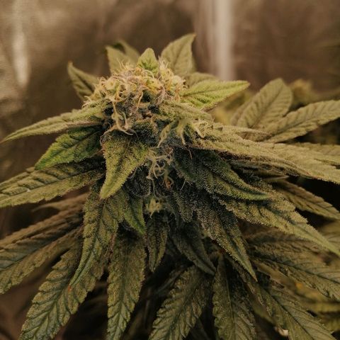 Unknown strain growlog timeline photo