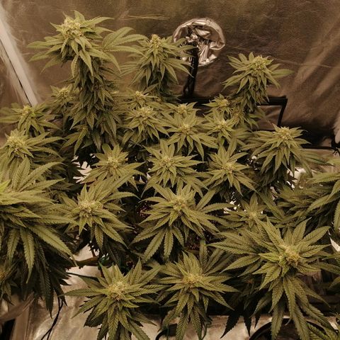 Unknown strain growlog timeline photo