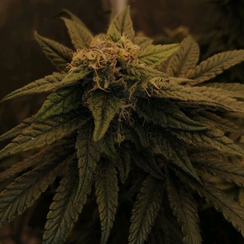 Unknown strain growlog timeline photo