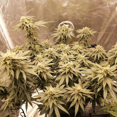 Unknown strain growlog timeline photo