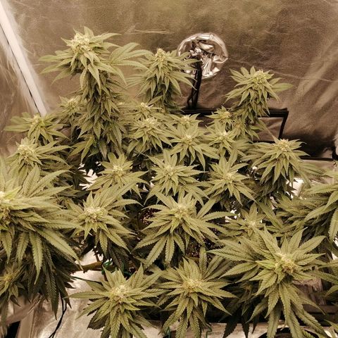 Unknown strain growlog timeline photo