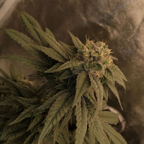 Unknown strain growlog timeline photo