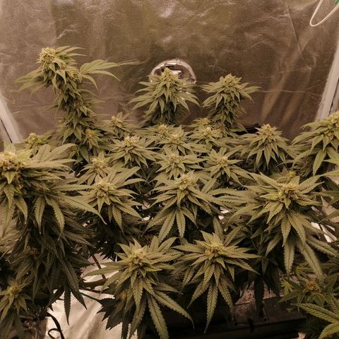 Unknown strain growlog timeline photo