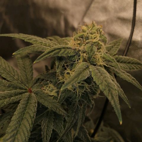 Unknown strain growlog timeline photo