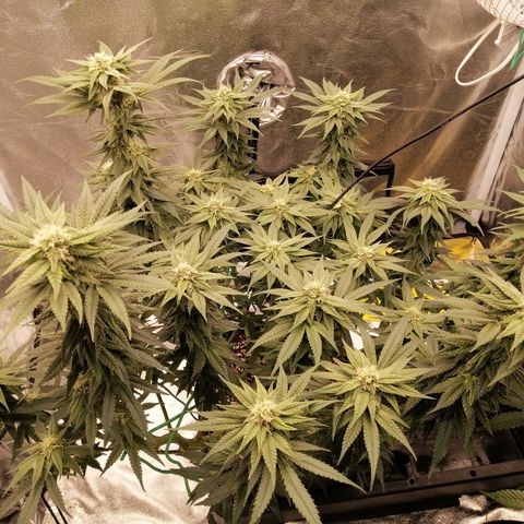 Unknown strain growlog timeline photo