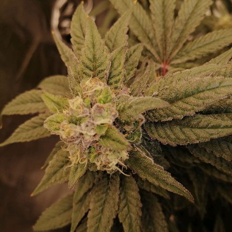 Unknown strain growlog timeline photo