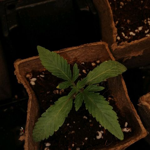 Unknown strain growlog timeline photo