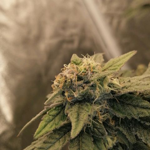 Unknown strain growlog timeline photo