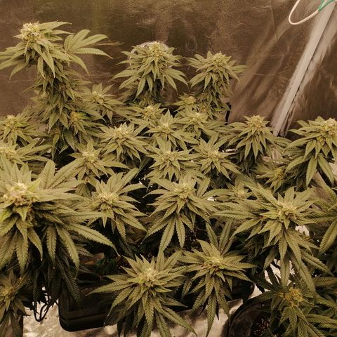 Unknown strain growlog timeline photo