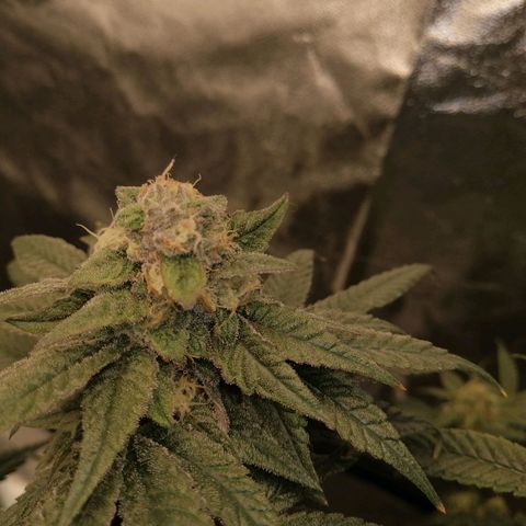 Unknown strain growlog timeline photo