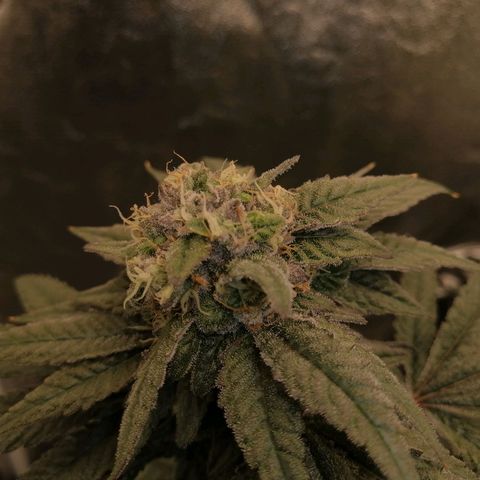 Unknown strain growlog timeline photo