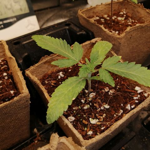 Unknown strain growlog timeline photo