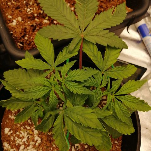 Unknown strain growlog timeline photo