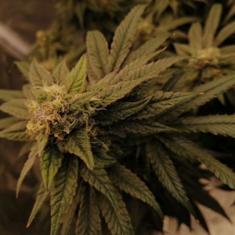 Unknown strain growlog timeline photo