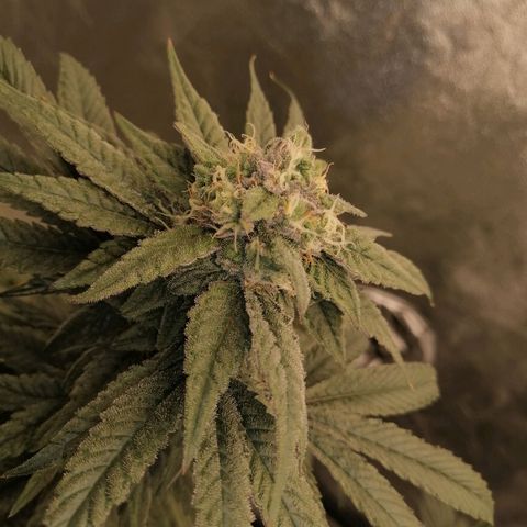 Unknown strain growlog timeline photo
