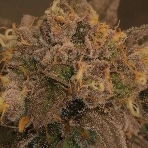 Unknown strain growlog timeline photo