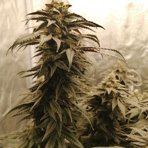 Unknown strain growlog timeline photo