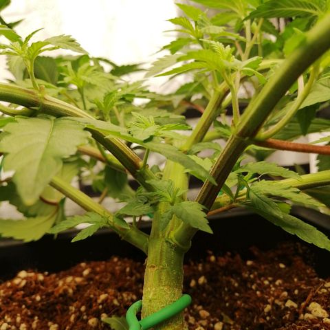 Unknown strain growlog timeline photo
