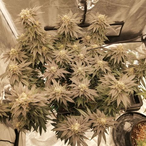 Unknown strain growlog timeline photo