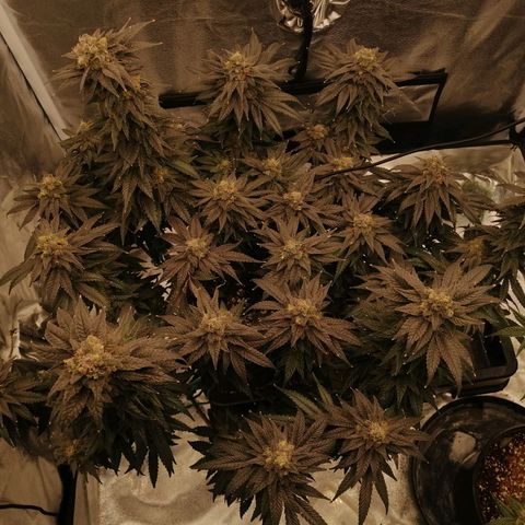 Unknown strain growlog timeline photo