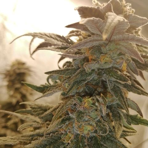 Unknown strain growlog timeline photo
