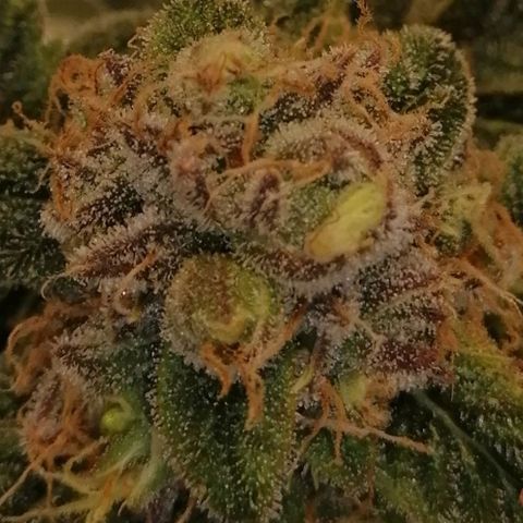 Unknown strain growlog timeline photo