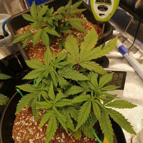 Unknown strain growlog timeline photo