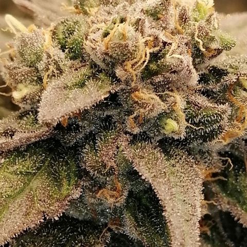Unknown strain growlog timeline photo