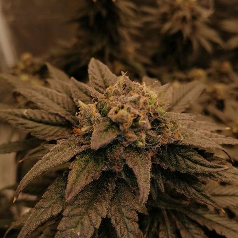 Unknown strain growlog timeline photo