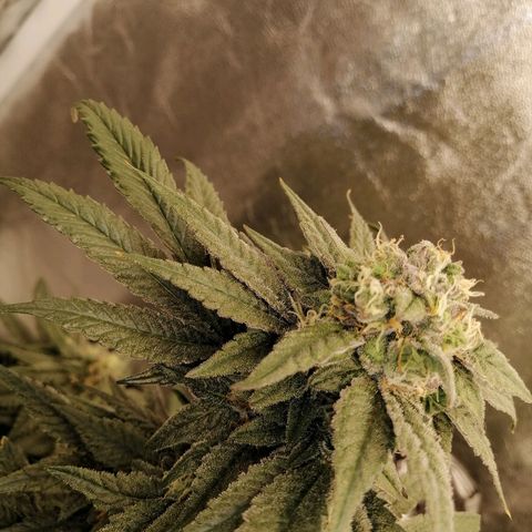Unknown strain growlog timeline photo